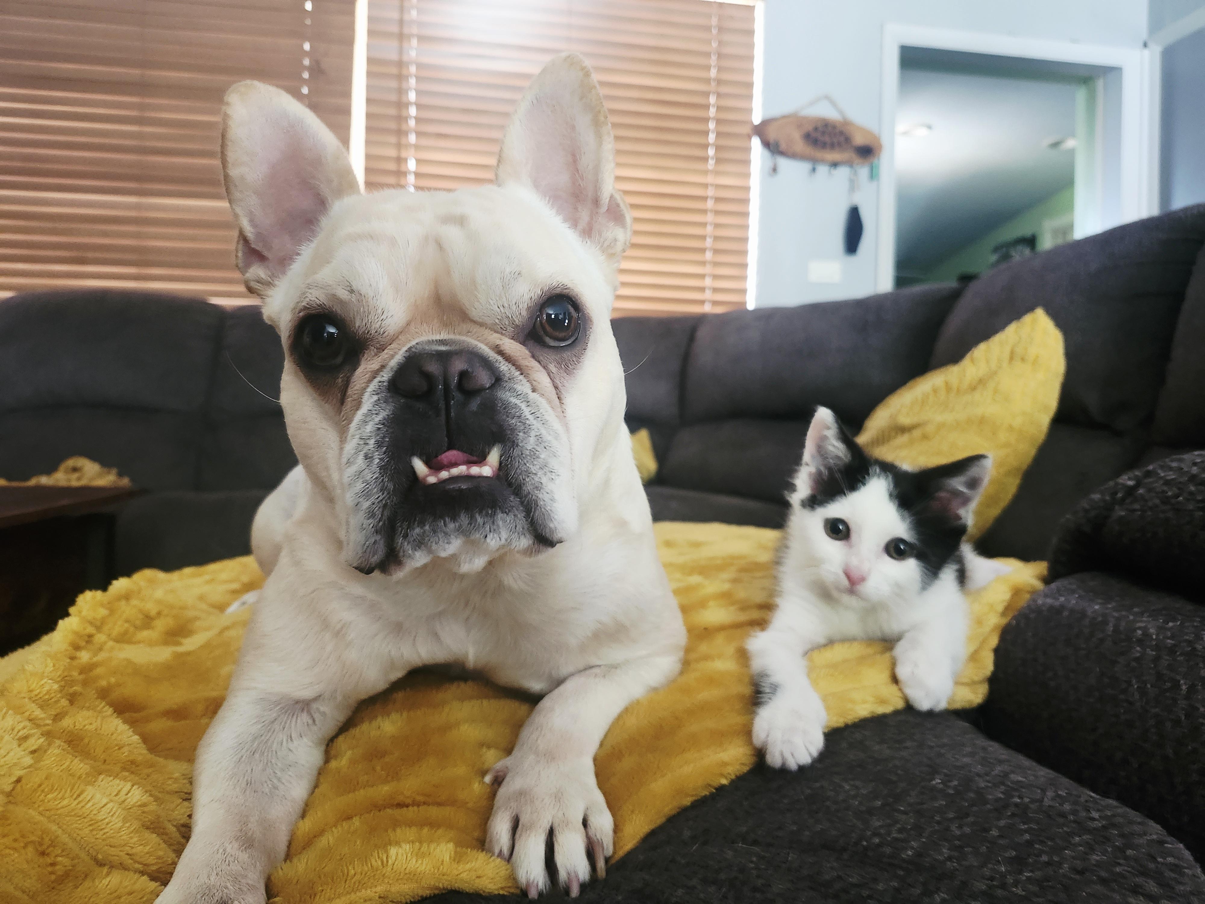 Shavasana, a Adoptable mixed breed in Gainesville, FL image 2/3