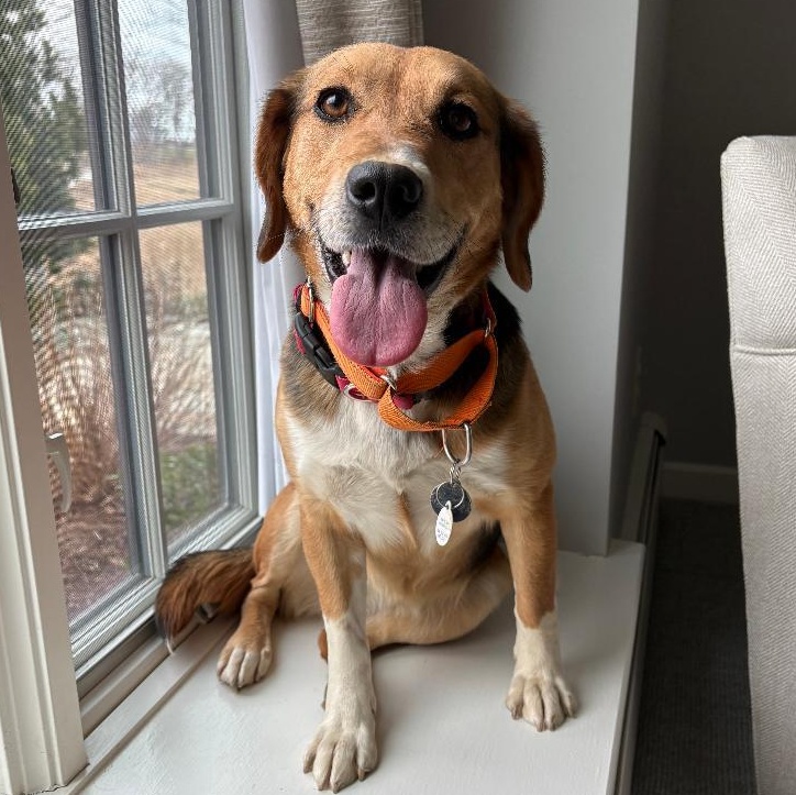 Brandy, adopted, Adult Female Beagle & Labrador Retriever.