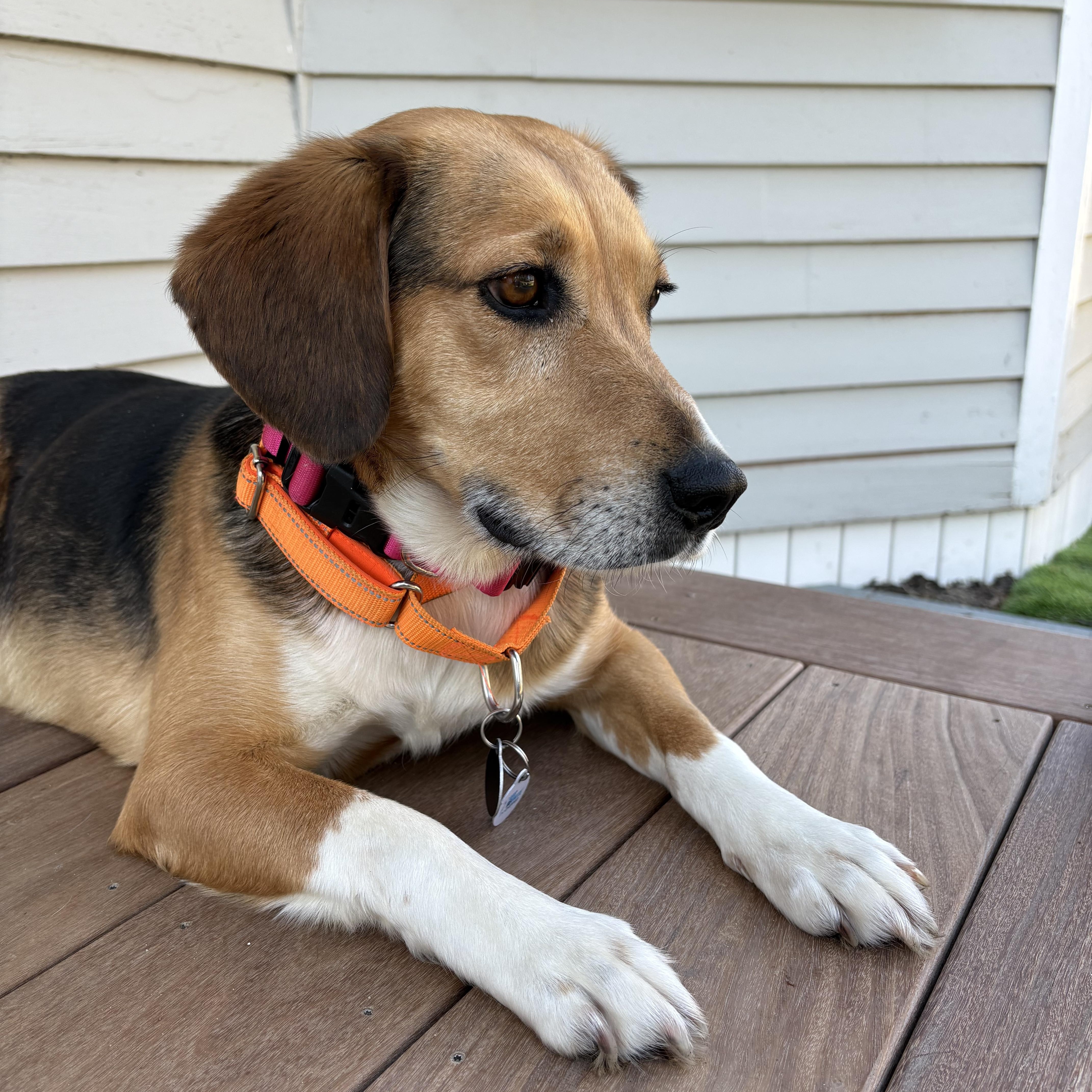 Enlarge Brandy, an adopted mixed breed in Stoughton, MA image 4/6