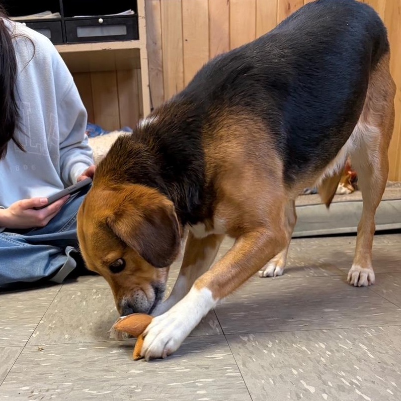 Enlarge Bandit, an adopted mixed breed in Stoughton, MA image 5/6