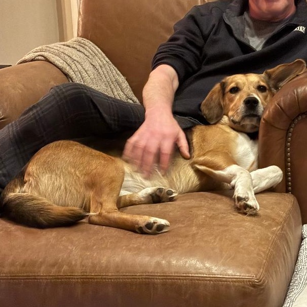 Enlarge Brandy, an adopted mixed breed in Stoughton, MA image 5/6