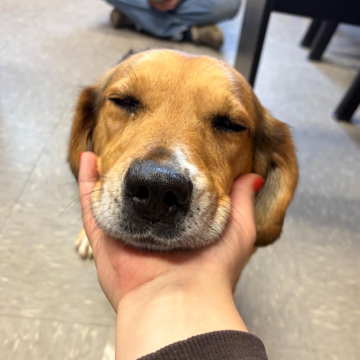 Enlarge Bandit, an adopted mixed breed in Stoughton, MA image 4/6