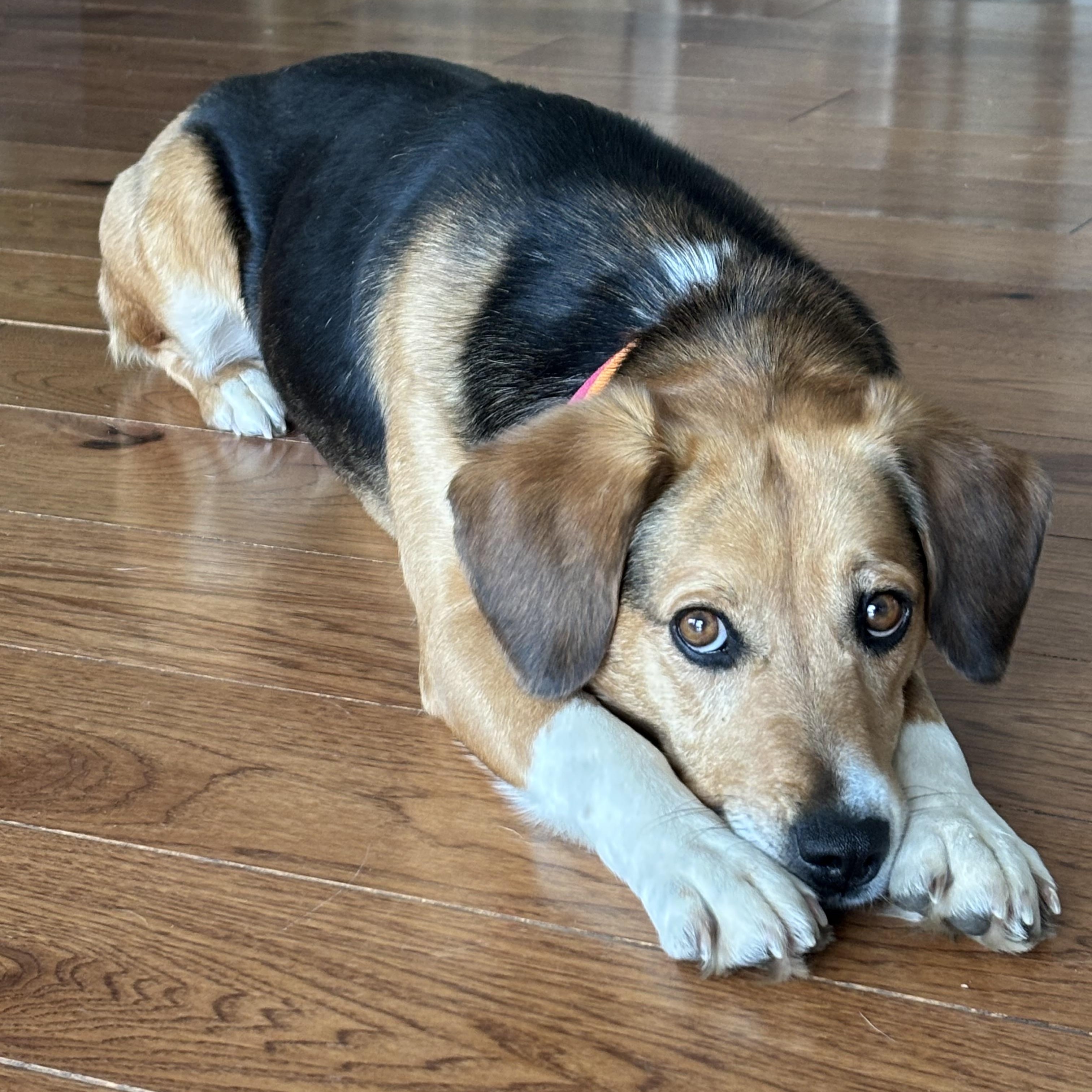 Enlarge Brandy, an adopted mixed breed in Stoughton, MA image 3/6
