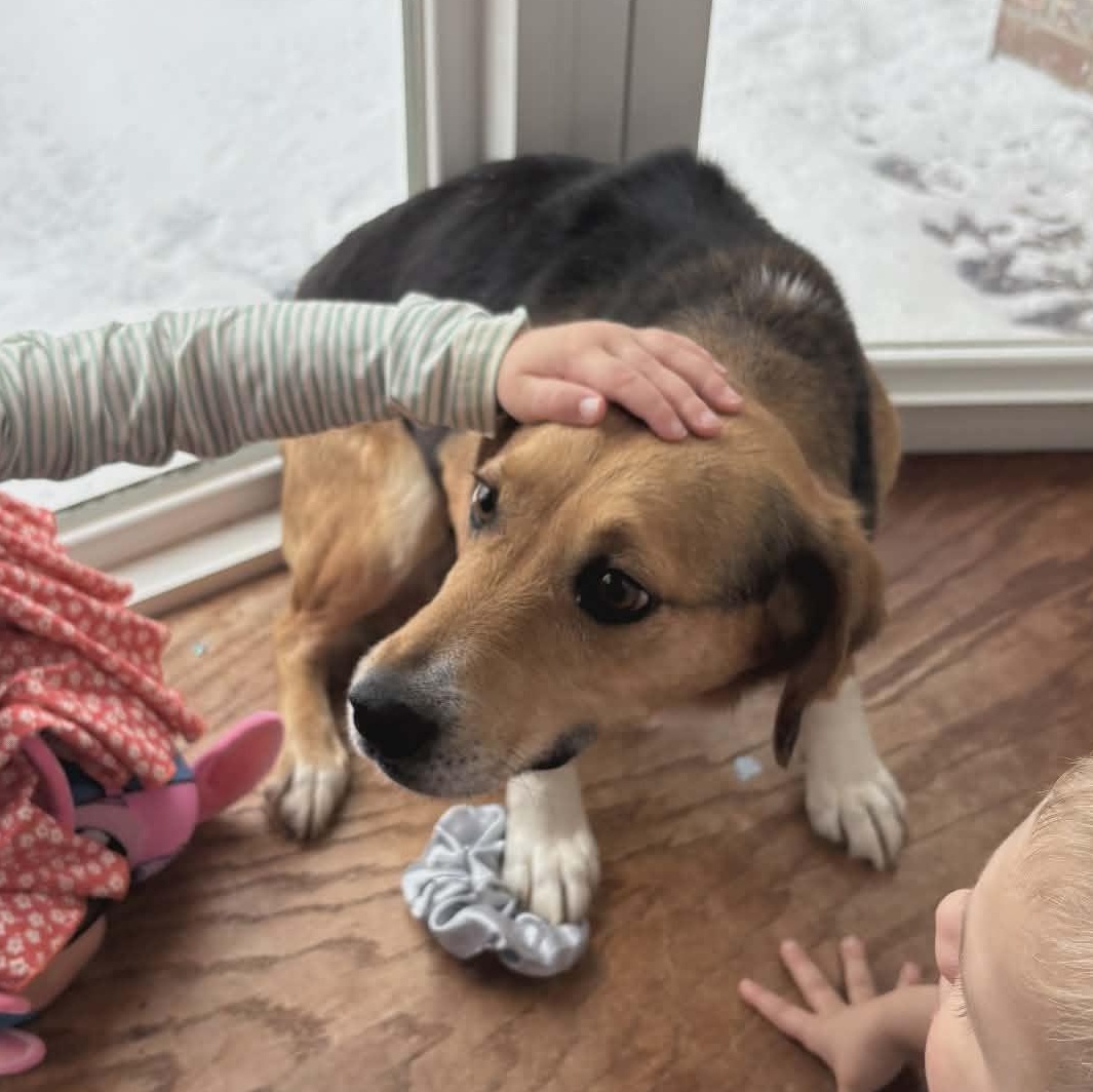 Bandit, adopted, Adult Female Beagle.