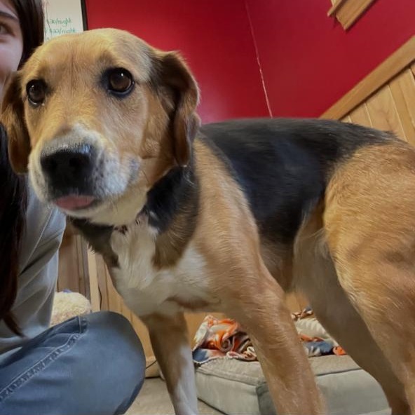 Enlarge Bandit, an adopted mixed breed in Stoughton, MA image 3/6