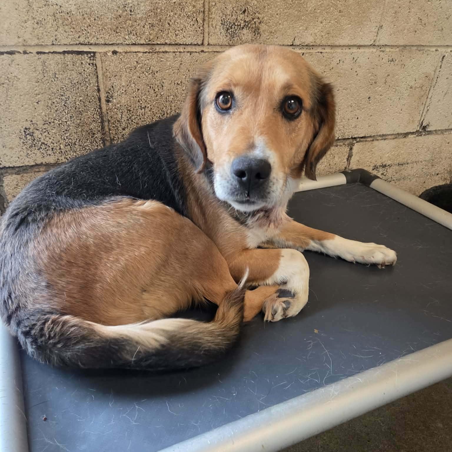 Enlarge Bandit, an adopted mixed breed in Stoughton, MA image 6/6