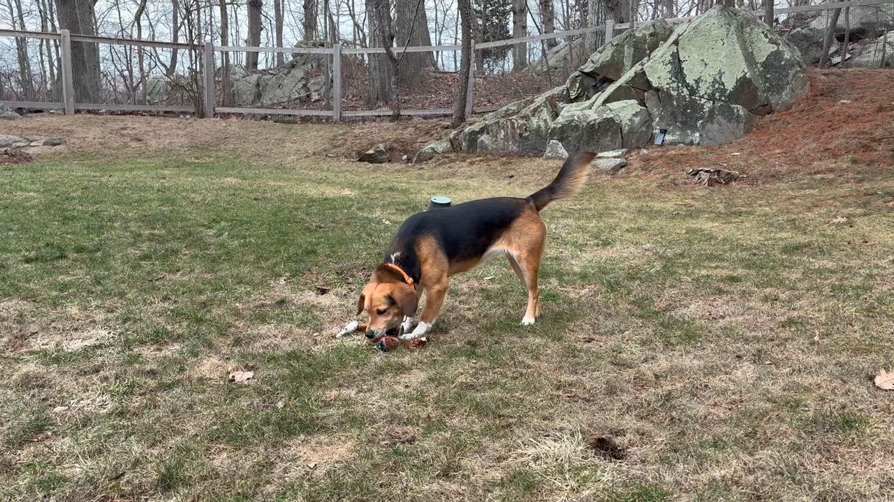 Enlarge Brandy, an adopted mixed breed in Stoughton, MA video 6/6