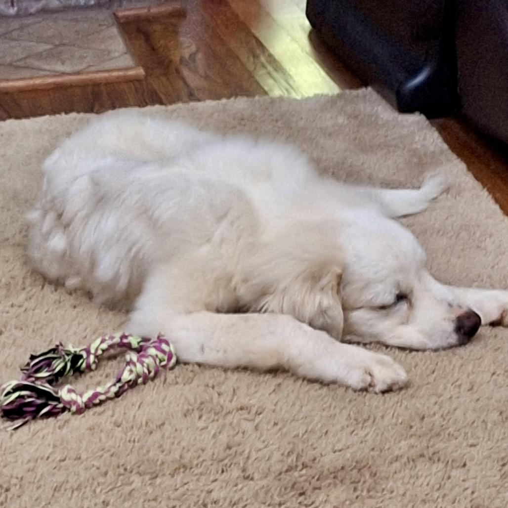 Enlarge Poppy (in PA), a Adoptable Great Pyrenees in Shoemakersville, PA image 3/6