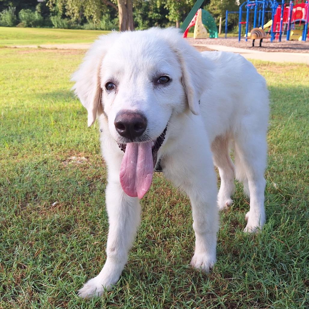 Enlarge Poppy (in PA), a Adoptable Great Pyrenees in Shoemakersville, PA image 4/6