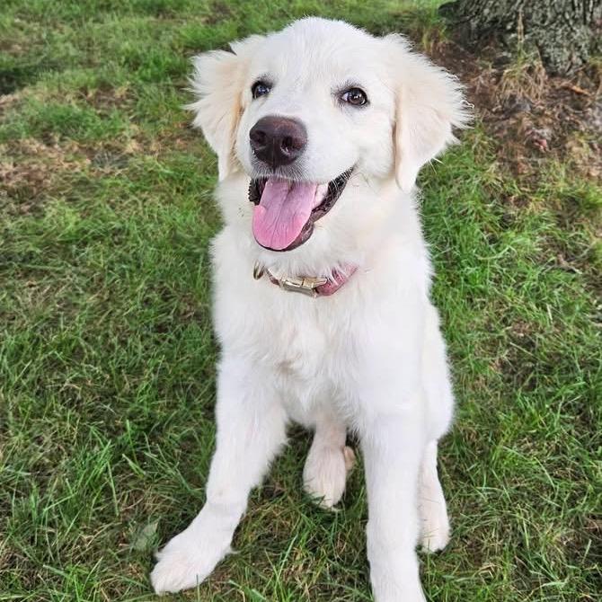 Enlarge Poppy (in PA), a Adoptable Great Pyrenees in Shoemakersville, PA image 1/6