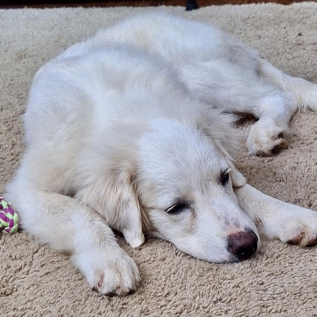 Enlarge Poppy (in PA), a Adoptable Great Pyrenees in Shoemakersville, PA image 5/6