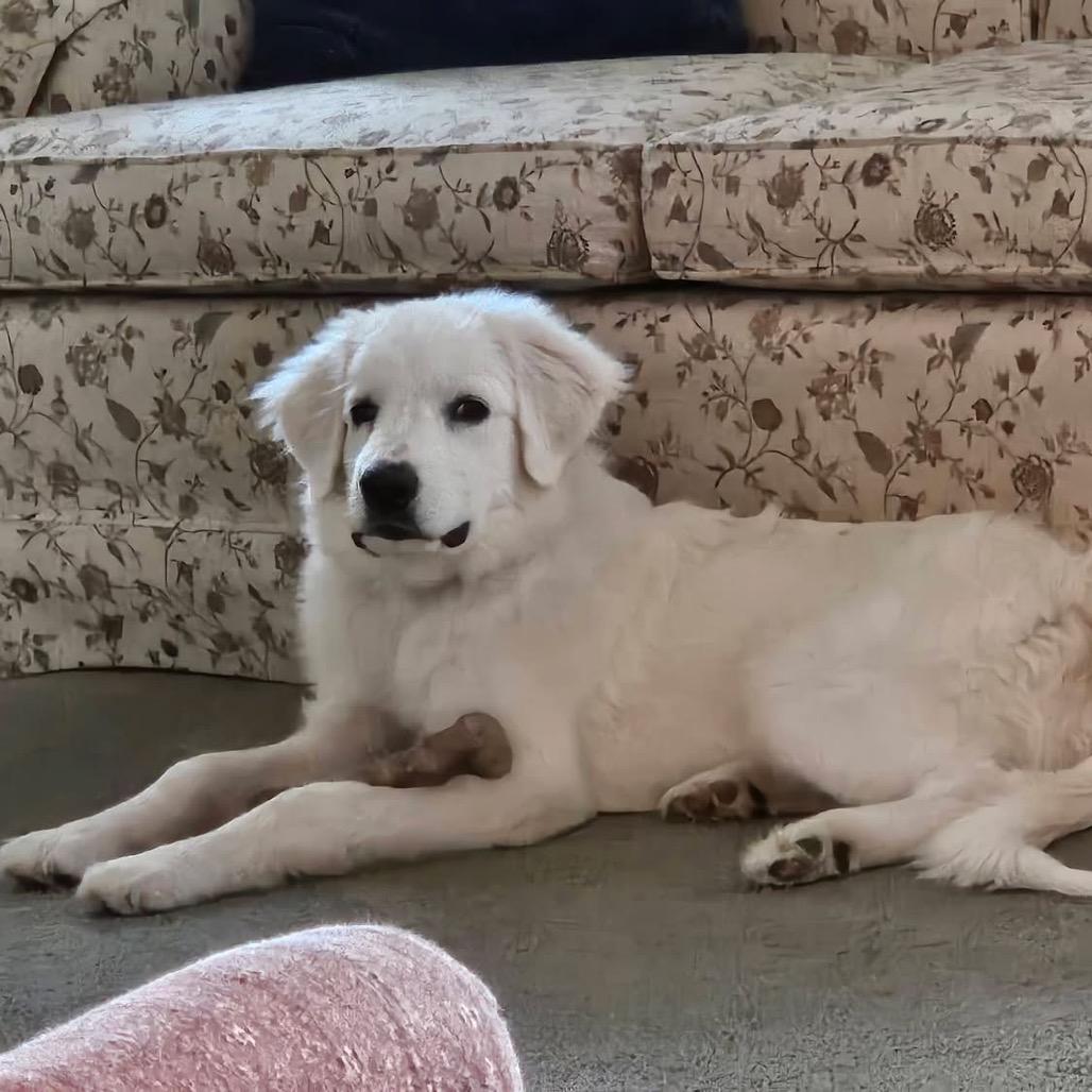 Enlarge Poppy (in PA), a Adoptable Great Pyrenees in Shoemakersville, PA image 2/6