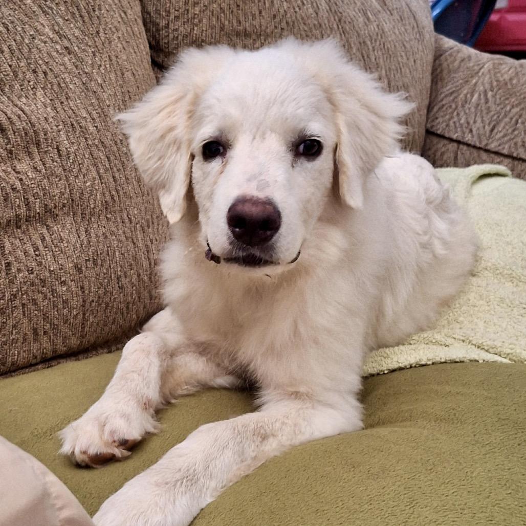 Enlarge Poppy (in PA), a Adoptable Great Pyrenees in Shoemakersville, PA image 6/6
