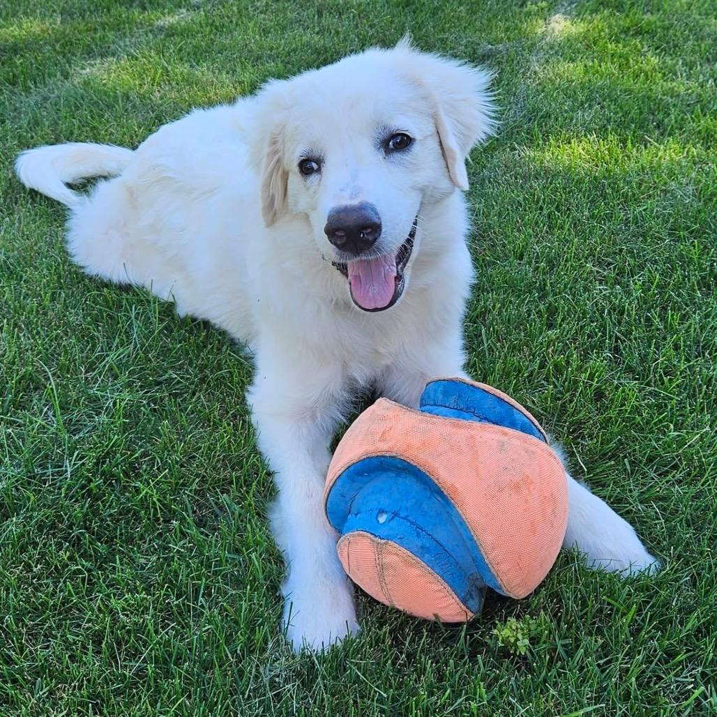 Enlarge Poppy (in PA), a Adoptable Great Pyrenees in Shoemakersville, PA image 1/6