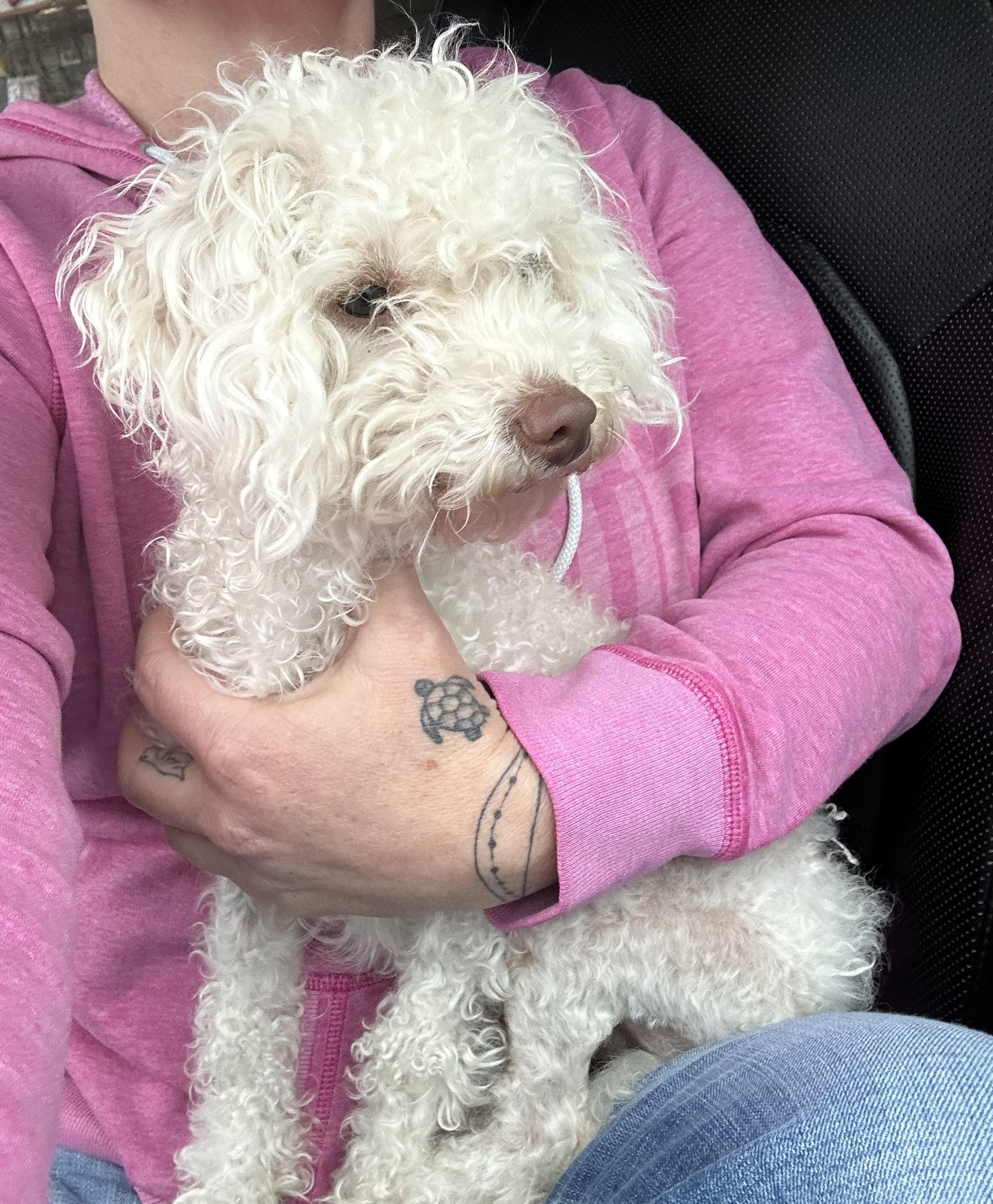 Enlarge Mika, a ADOPTABLE mixed breed in Maiden, NC image 2/2