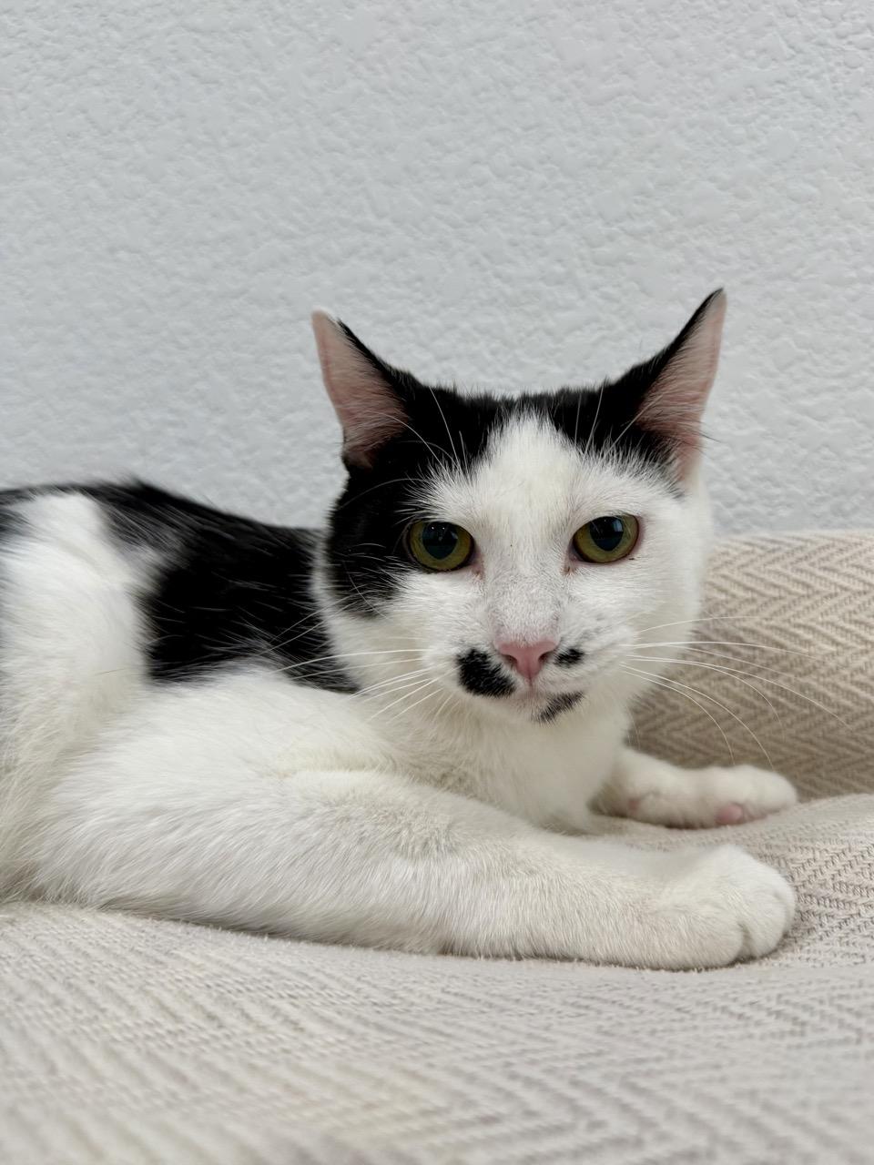 Roxy, a ADOPTABLE Domestic Short Hair in Las Vegas, NV image 2/3