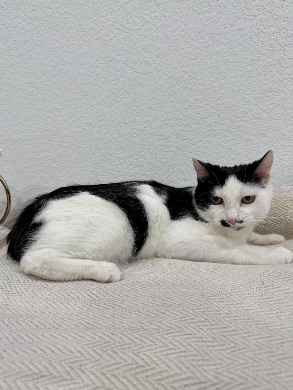 Roxy, a ADOPTABLE Domestic Short Hair in Las Vegas, NV image 3/3