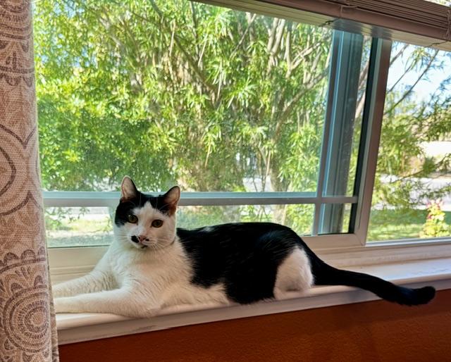 Roxy, a ADOPTABLE Domestic Short Hair in Las Vegas, NV image 5/5