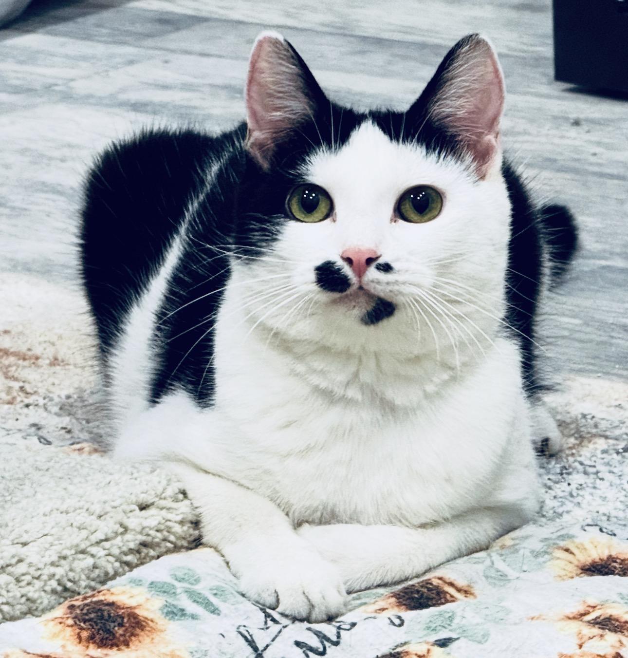 Roxy, ADOPTABLE, Young Male Domestic Short Hair.