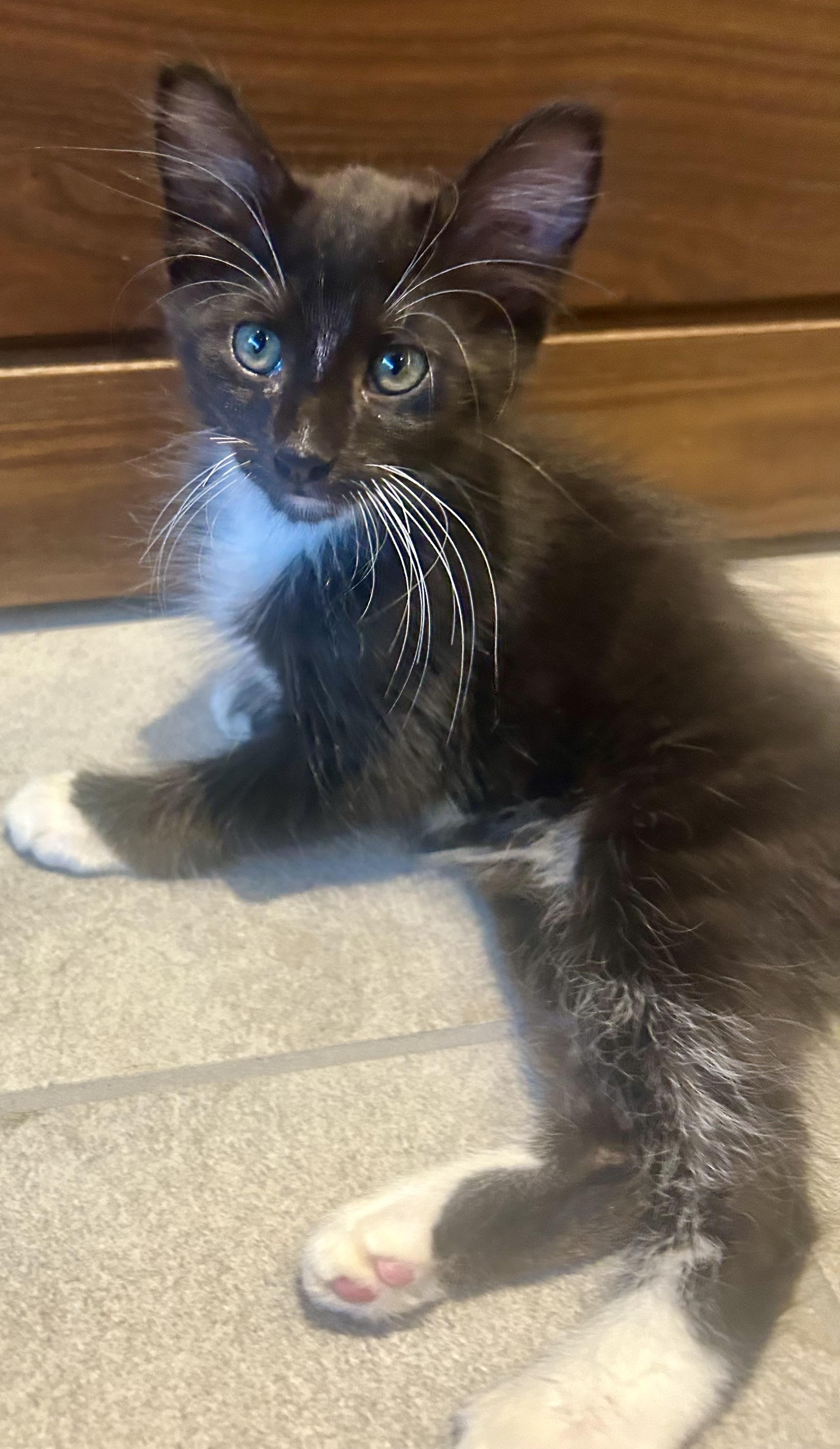Enlarge Bluebell Summer Special kittens, a Adopted mixed breed in Houston, TX image 5/6