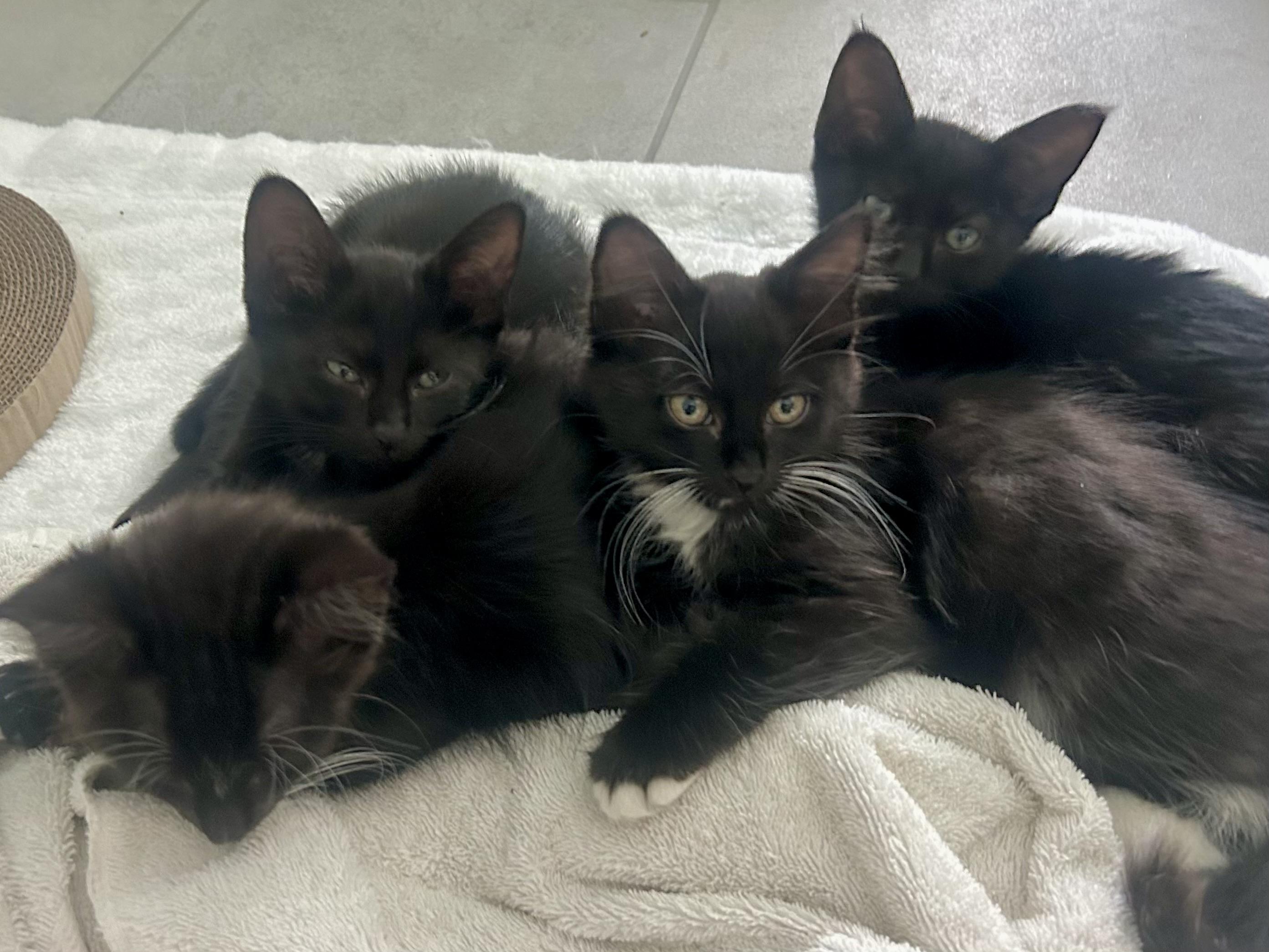 Enlarge Bluebell Summer Special kittens, a Adopted mixed breed in Houston, TX image 6/6