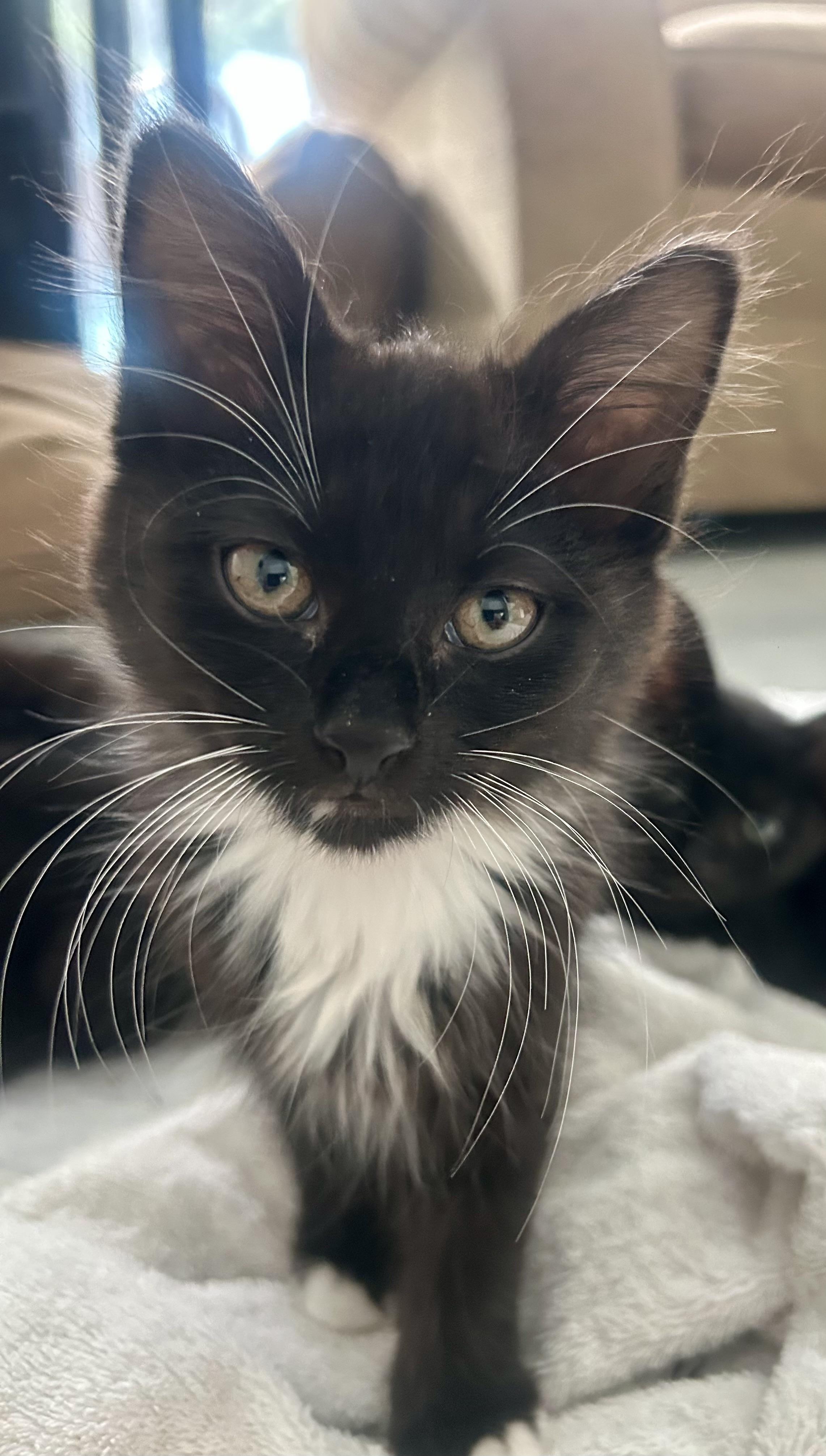 Bluebell Summer Special kittens, Adopted, Kitten Female Domestic Long Hair & Tuxedo.