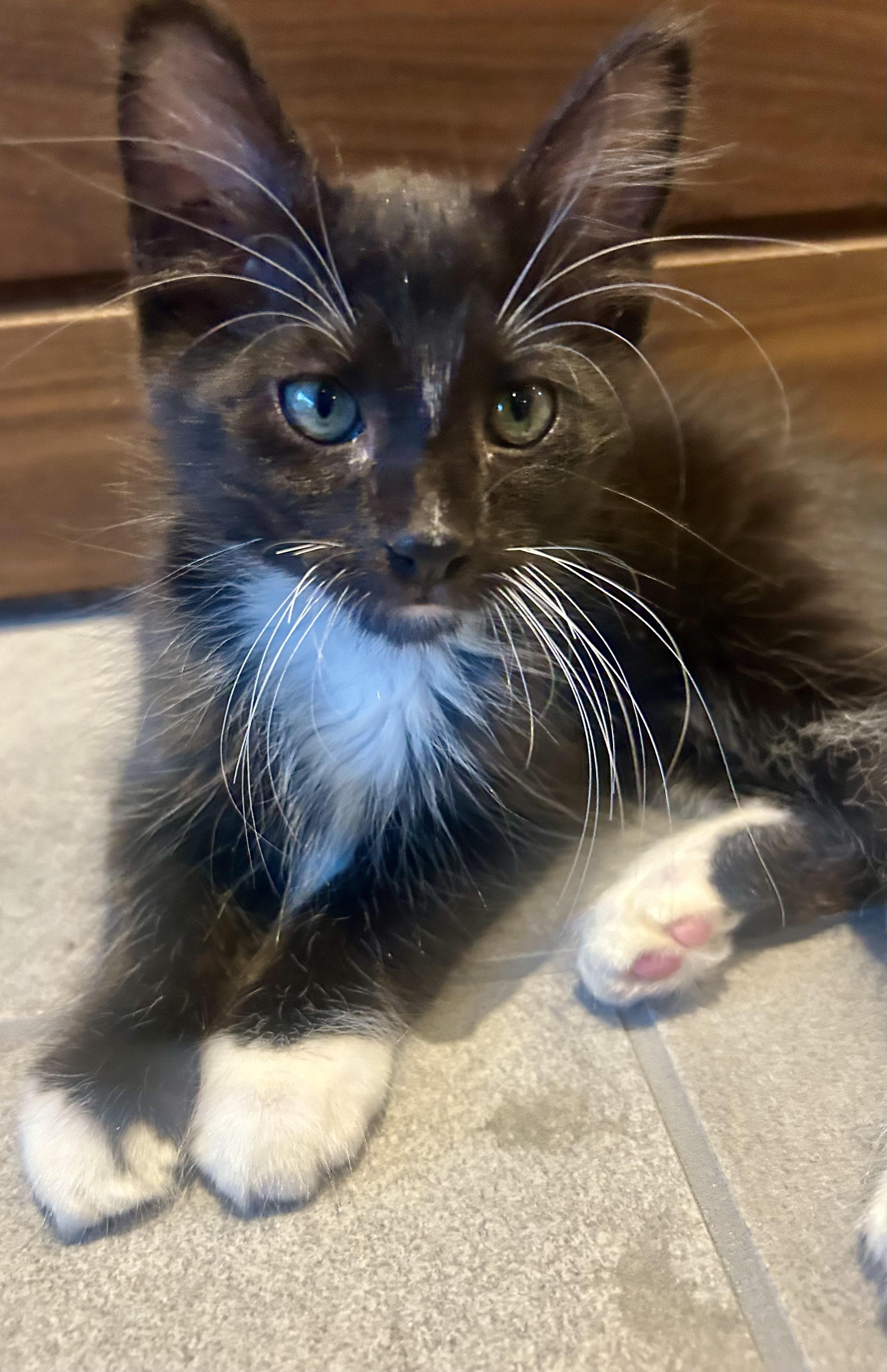 Enlarge Bluebell Summer Special kittens, a Adopted mixed breed in Houston, TX image 2/6