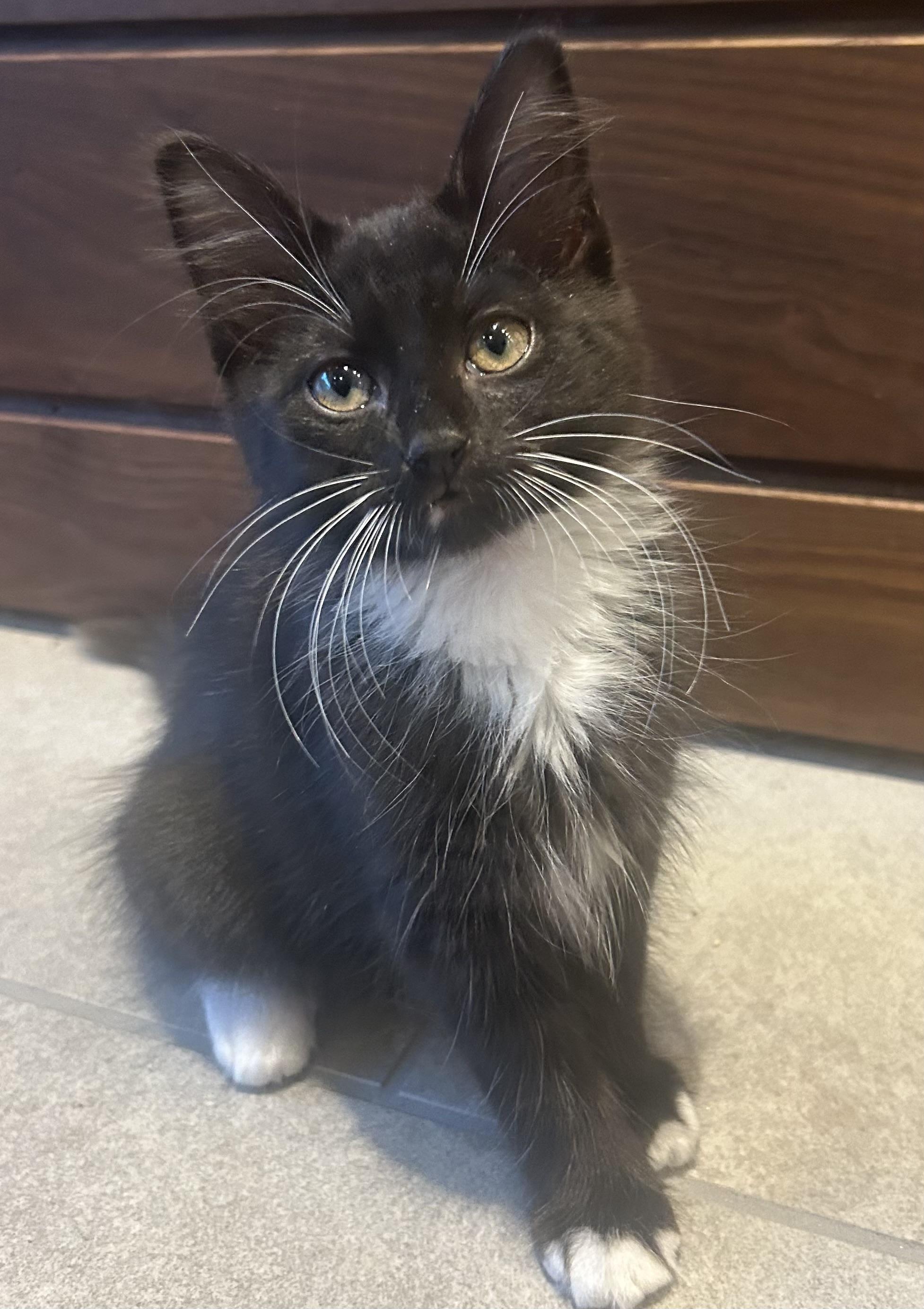 Enlarge Bluebell Summer Special kittens, a Adopted mixed breed in Houston, TX image 3/6