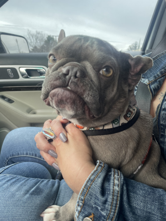 Martian, an adoptable French Bulldog in Sacramento, CA, 95833 | Photo Image 5