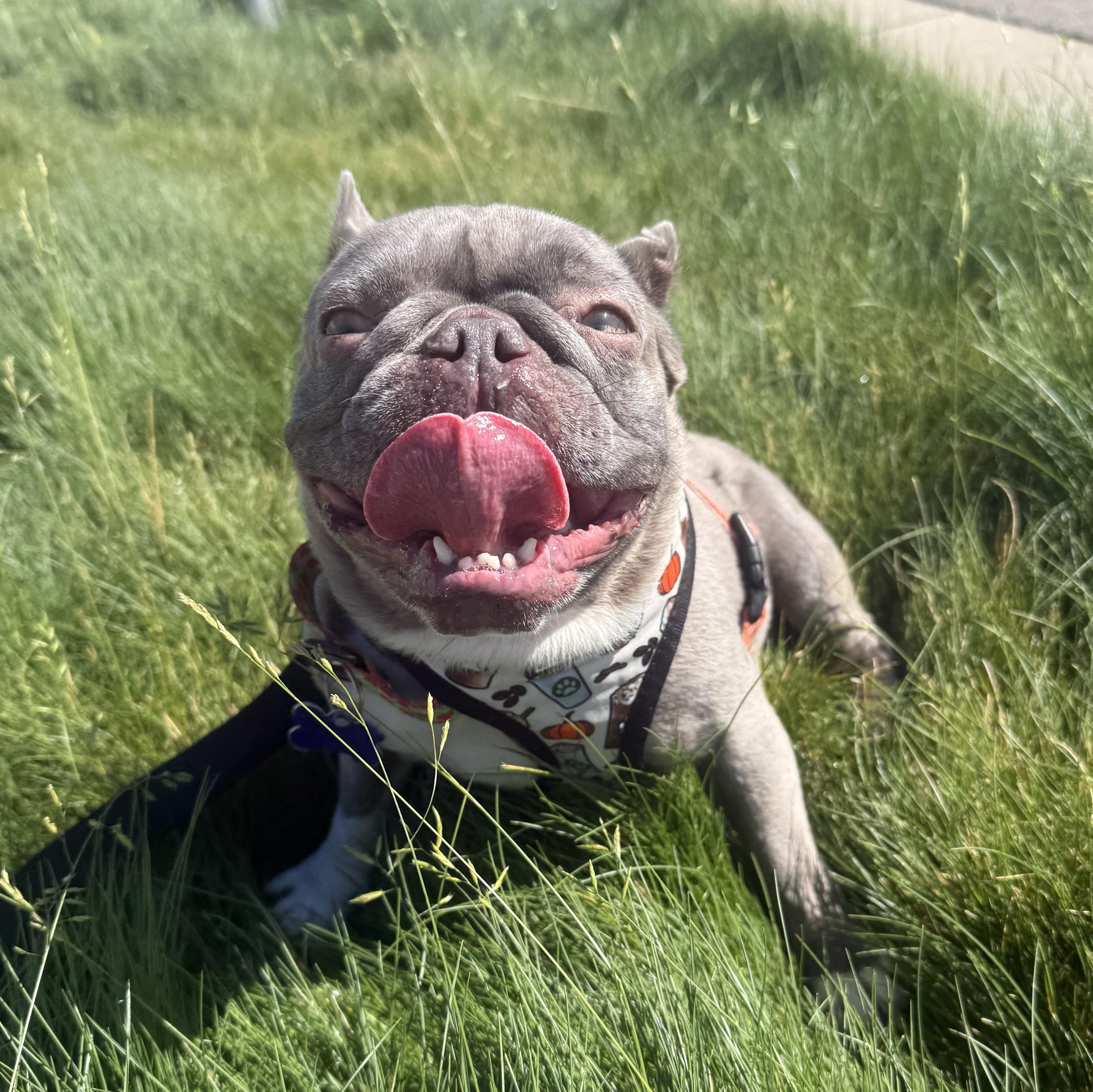 Martian, an adoptable French Bulldog in Sacramento, CA, 95833 | Photo Image 1