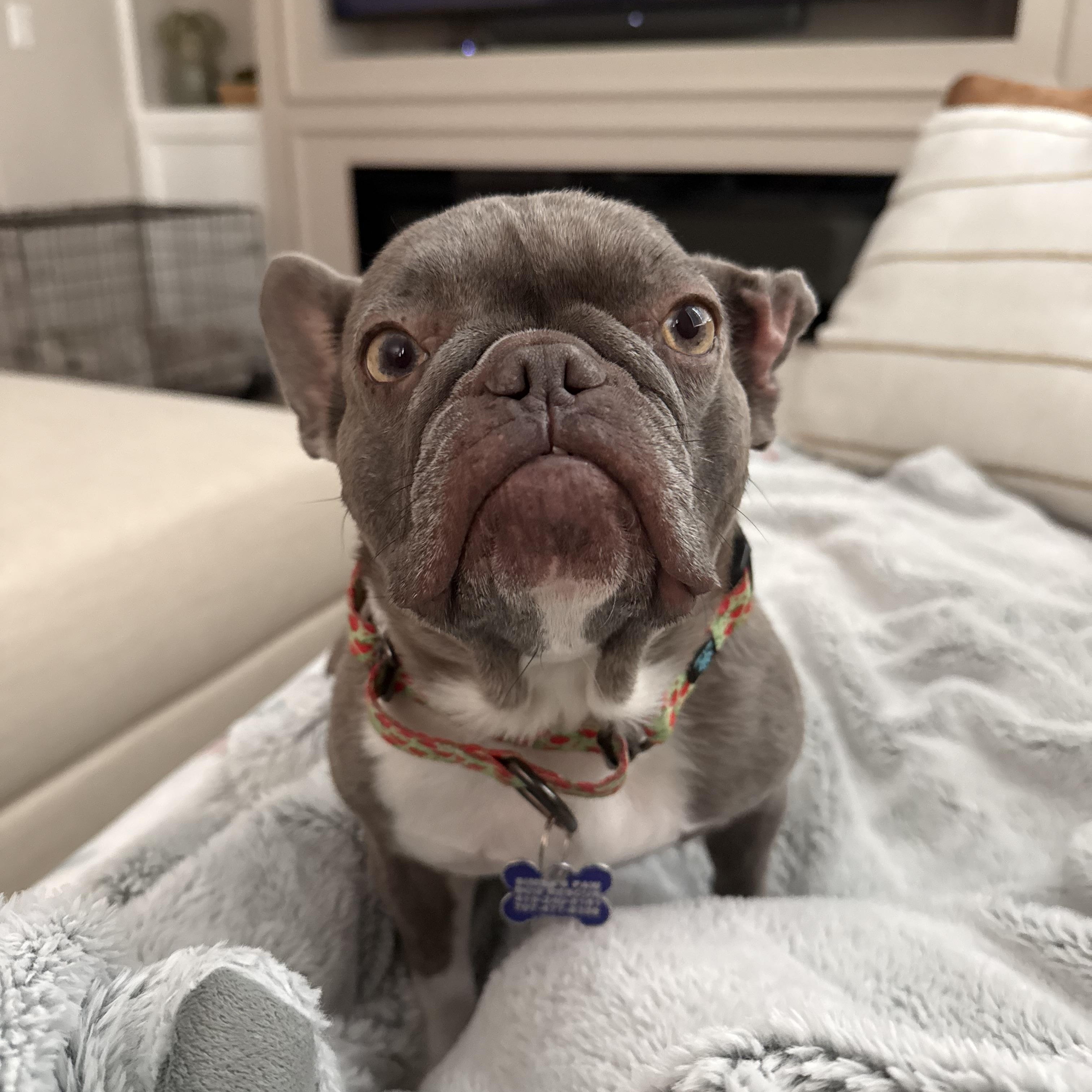 Martian, an adoptable French Bulldog in Sacramento, CA, 95833 | Photo Image 3