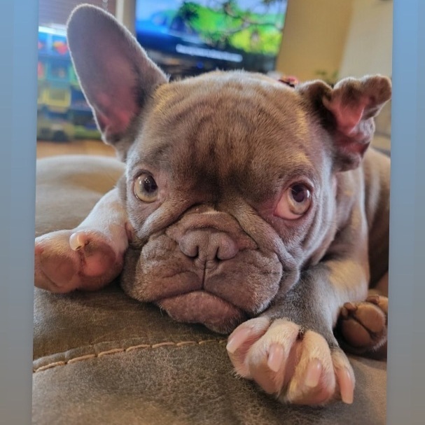Martian, an adoptable French Bulldog in Sacramento, CA, 95833 | Photo Image 4