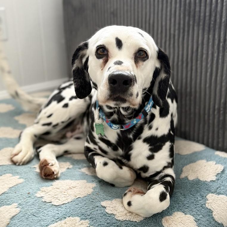 Enlarge Harper, an adopted Dalmatian in Toledo, OH image 1/1