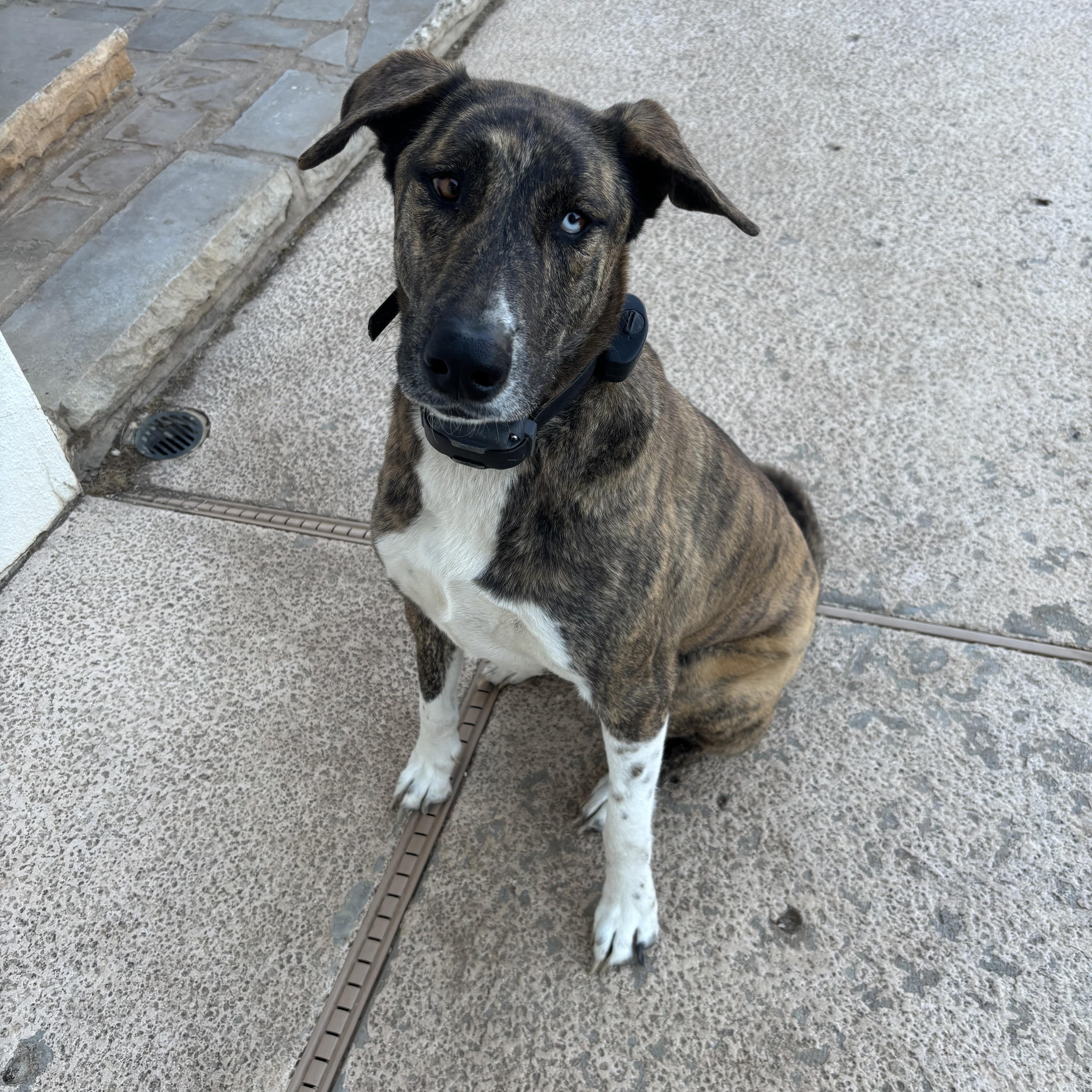 Enlarge Lucy, a Adoptable mixed breed in Tulsa, OK image 1/2