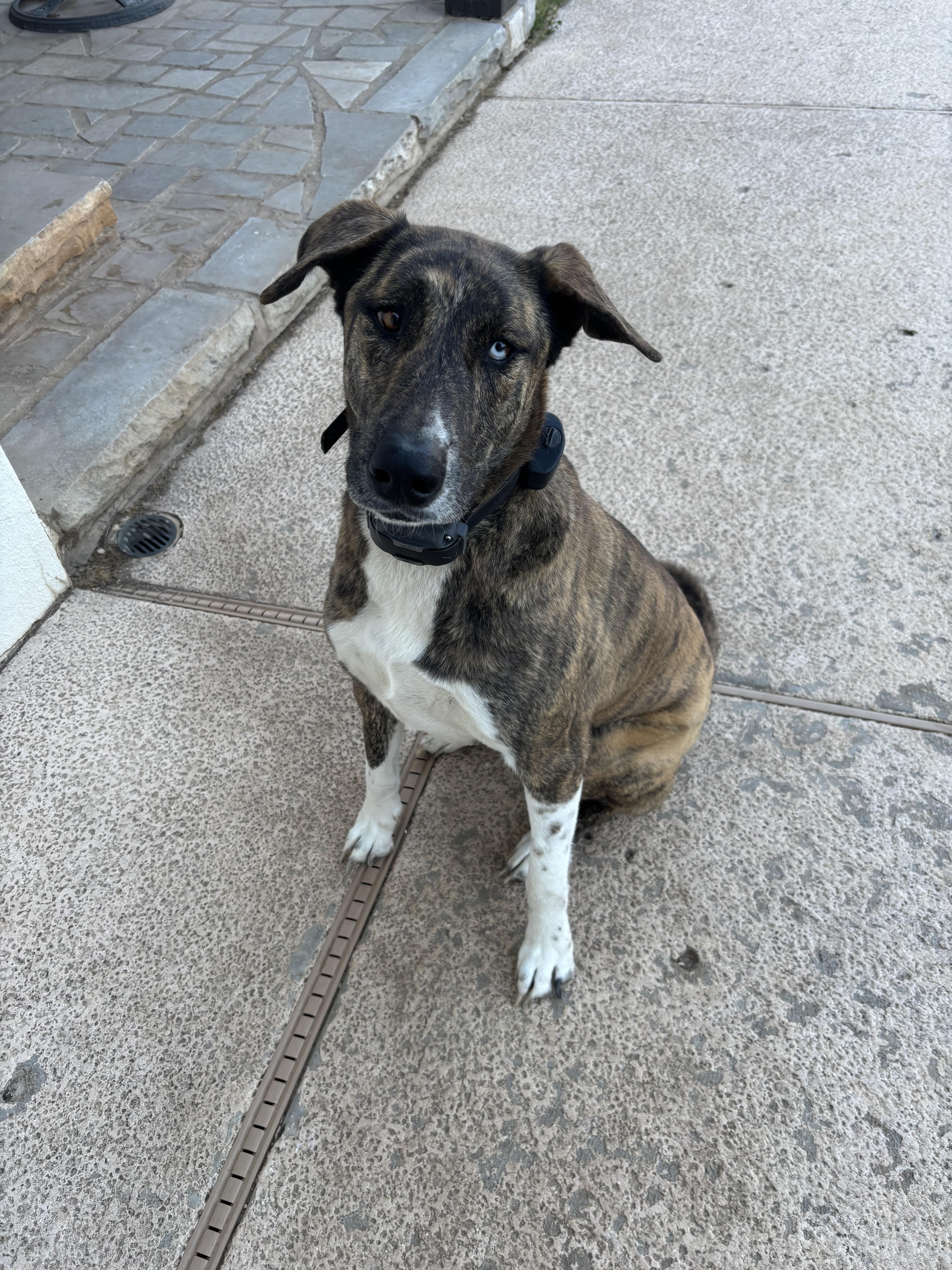 Enlarge Lucy, a Adoptable mixed breed in Tulsa, OK image 1/2