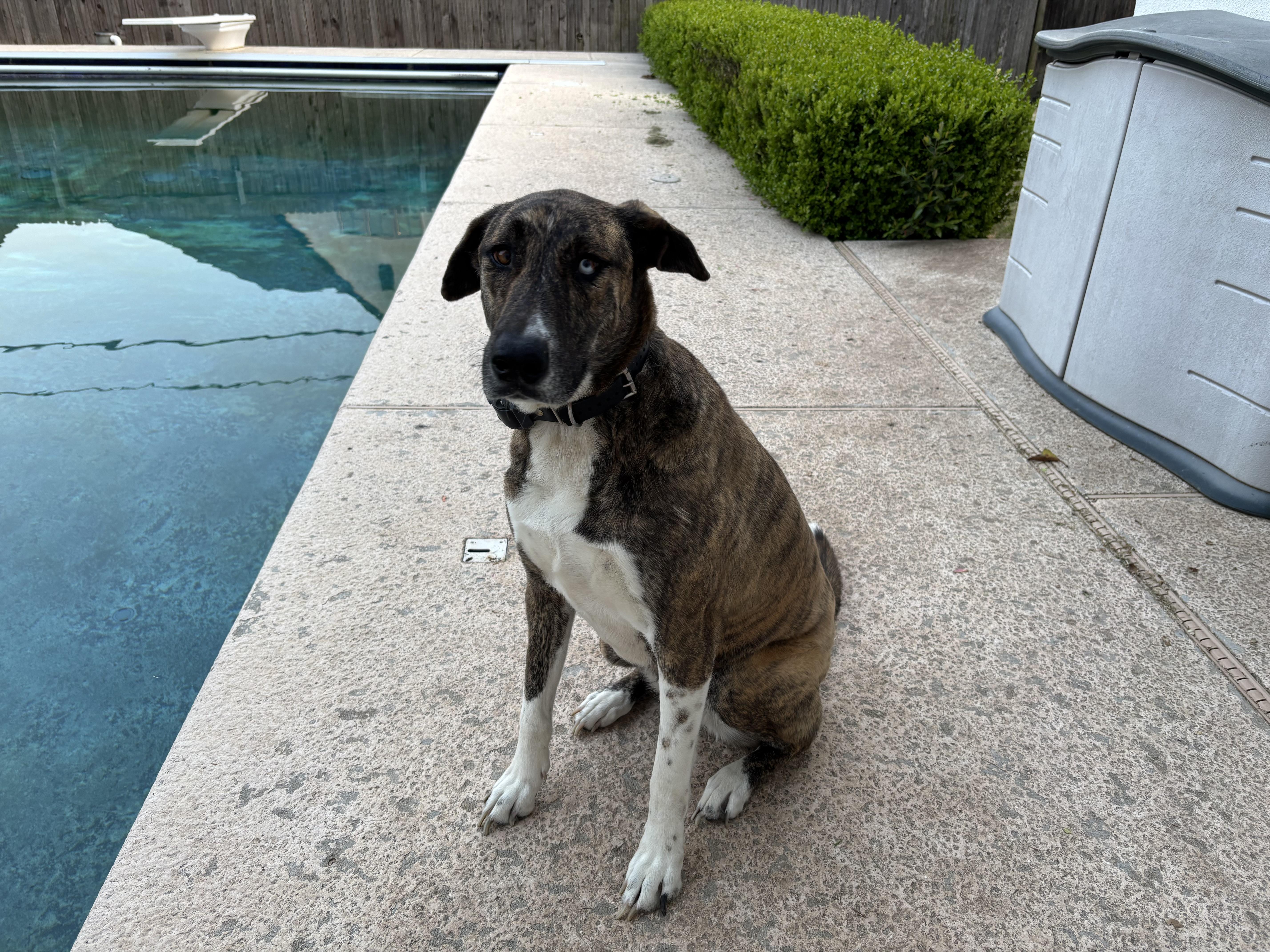 Enlarge Lucy, a Adoptable mixed breed in Tulsa, OK image 2/2