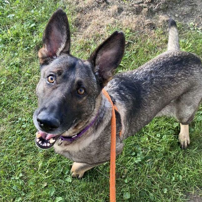 Sasha, a Adoptable German Shepherd Dog in Youngstown, OH image 2/5