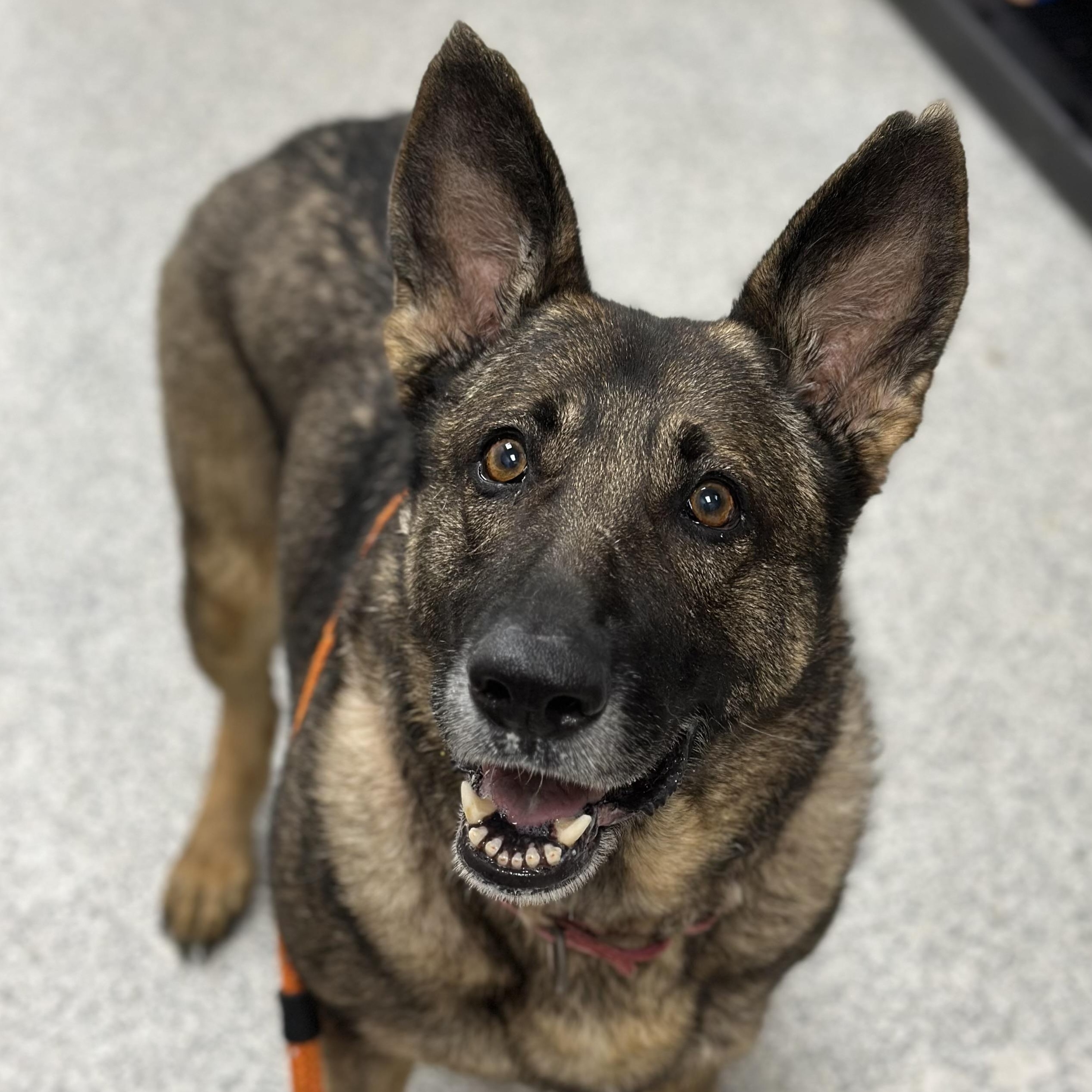 Sasha, a Adoptable German Shepherd Dog in Youngstown, OH image 1/5