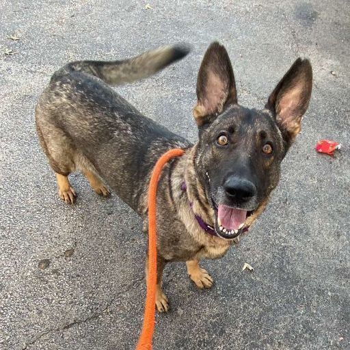 Sasha, a Adoptable German Shepherd Dog in Youngstown, OH image 3/5