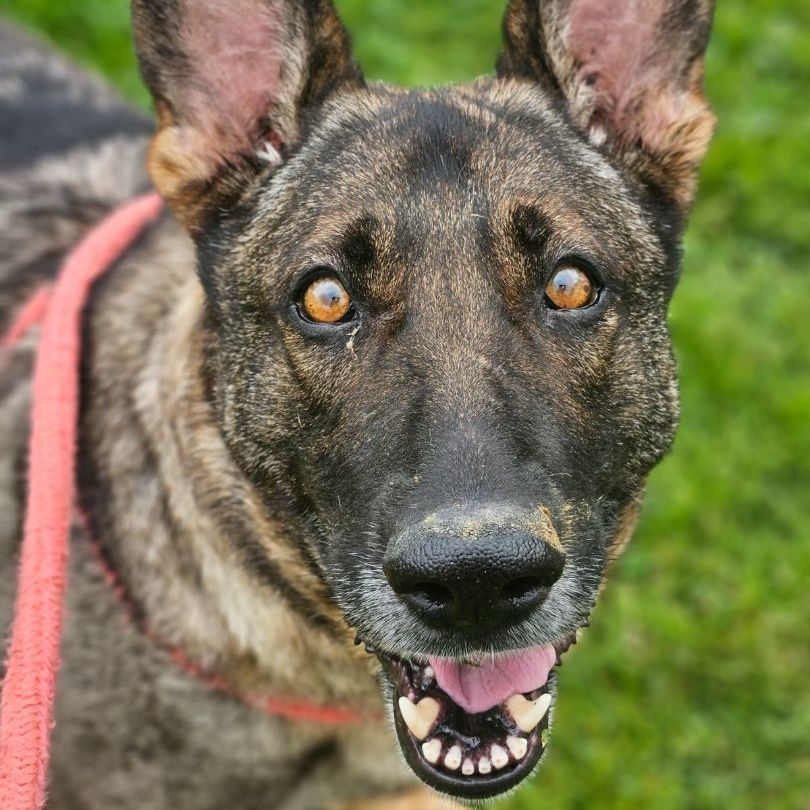 Sasha, a Adoptable German Shepherd Dog in Youngstown, OH image 4/5