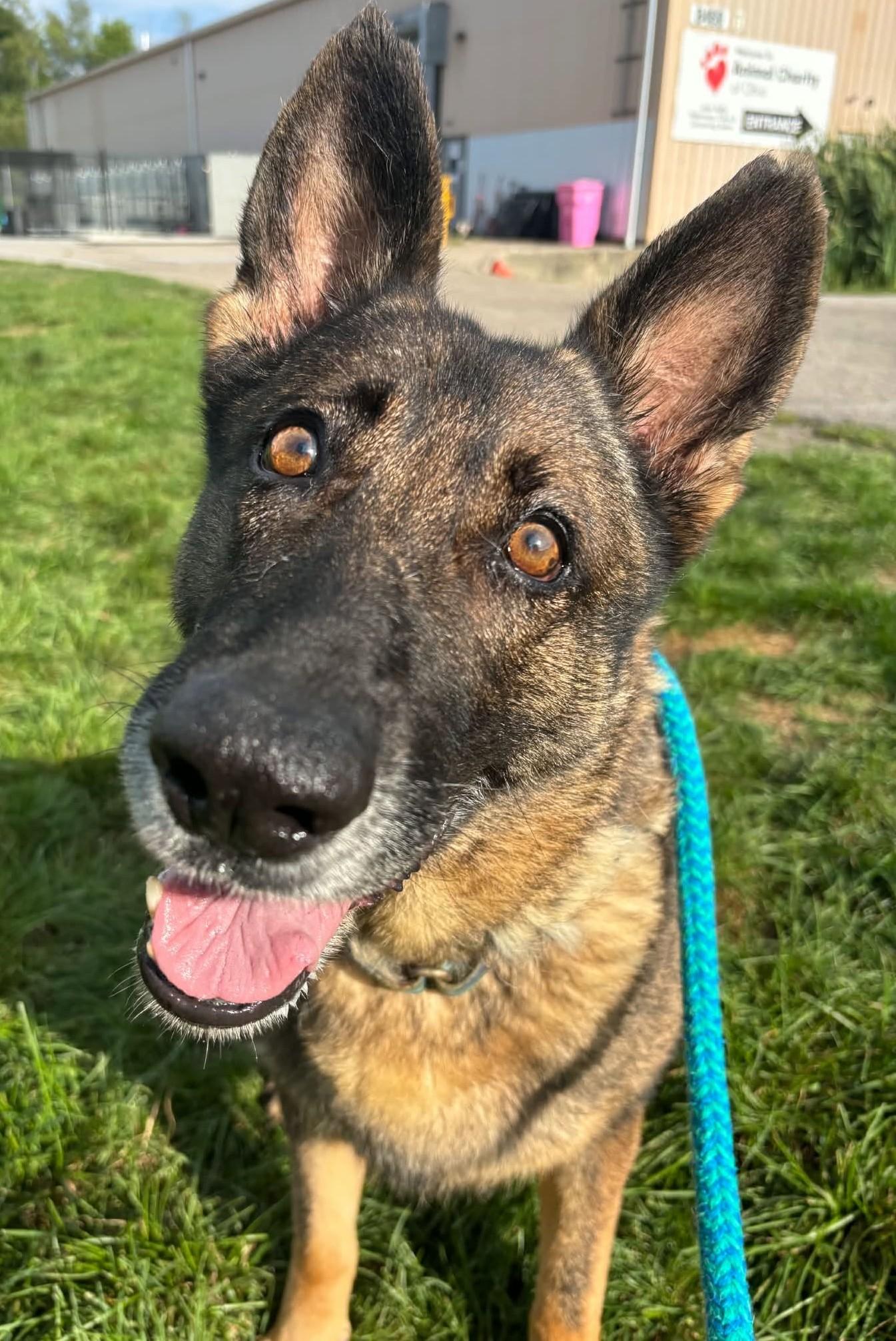 Sasha, Adoptable, Adult Female German Shepherd Dog.