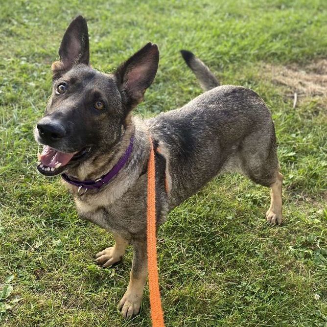Sasha, a Adoptable German Shepherd Dog in Youngstown, OH image 5/5