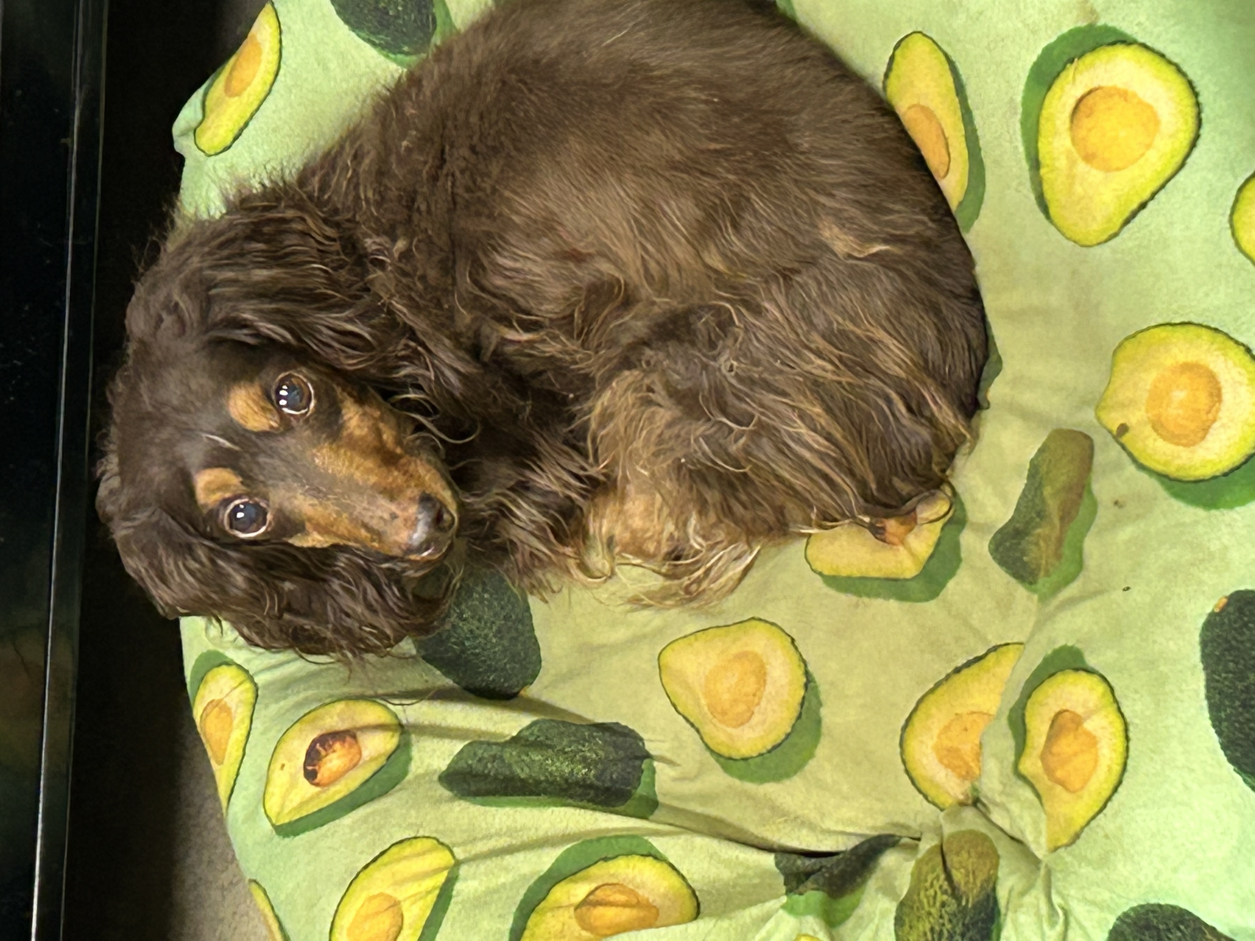 Benji (sanctuary only), adoptable, Senior Male Miniature Dachshund.
