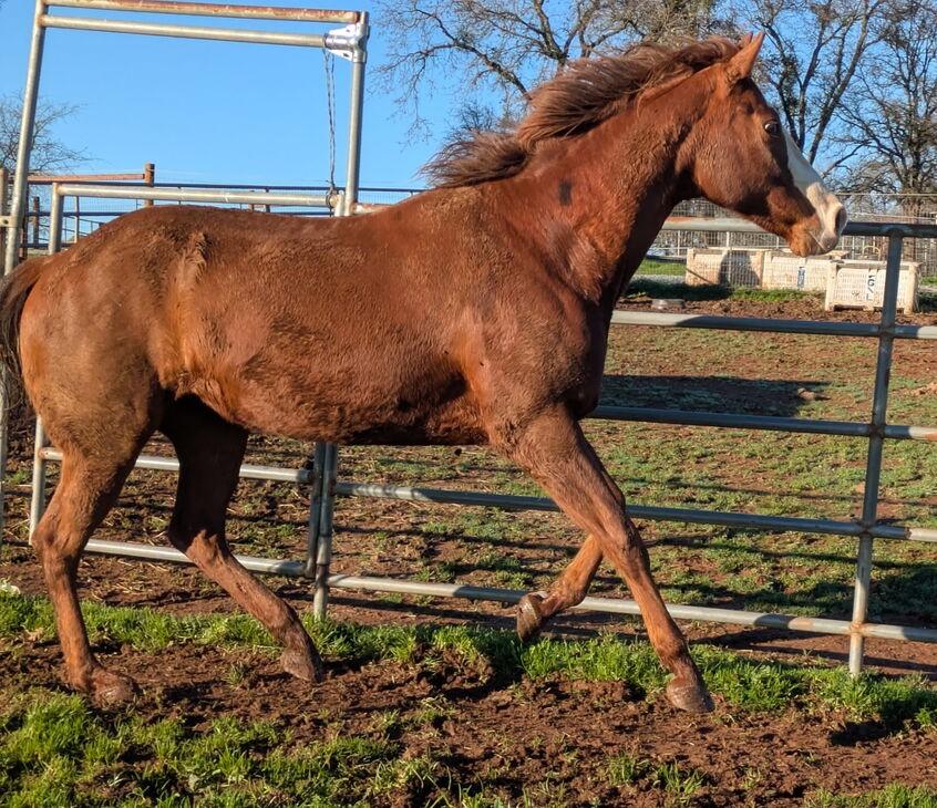 Millie - Non-Riding Companion, ADOPTABLE, Adult Female Paint / Pinto.