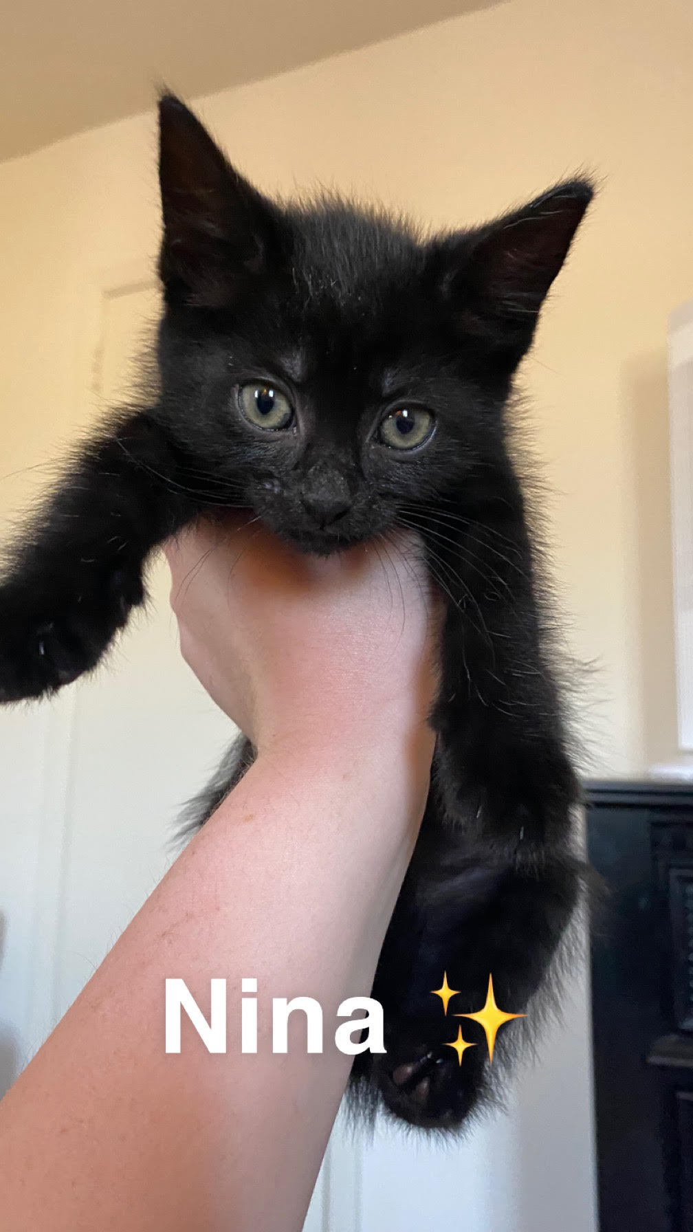 Nina, Adopted, Kitten Female Domestic Short Hair.