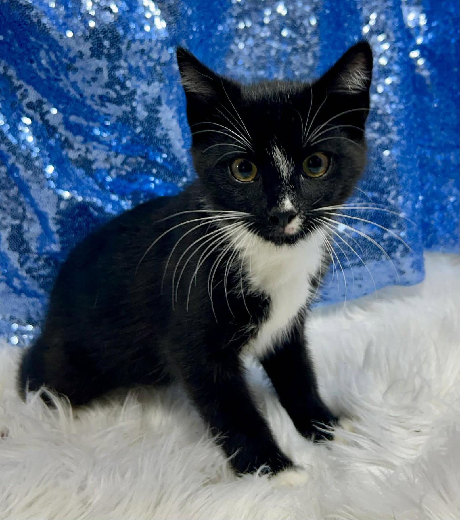 Marathon, Adopted, Young Male Domestic Short Hair.