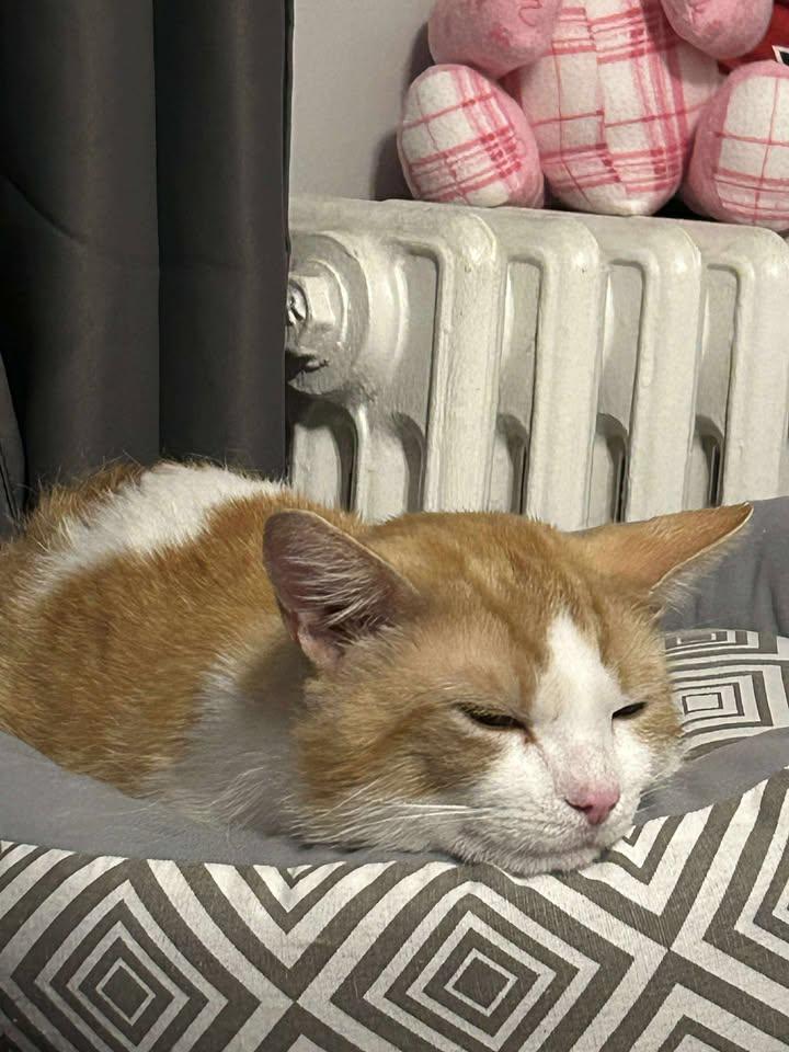 Clancy, Adopted, Adult Male Domestic Short Hair.