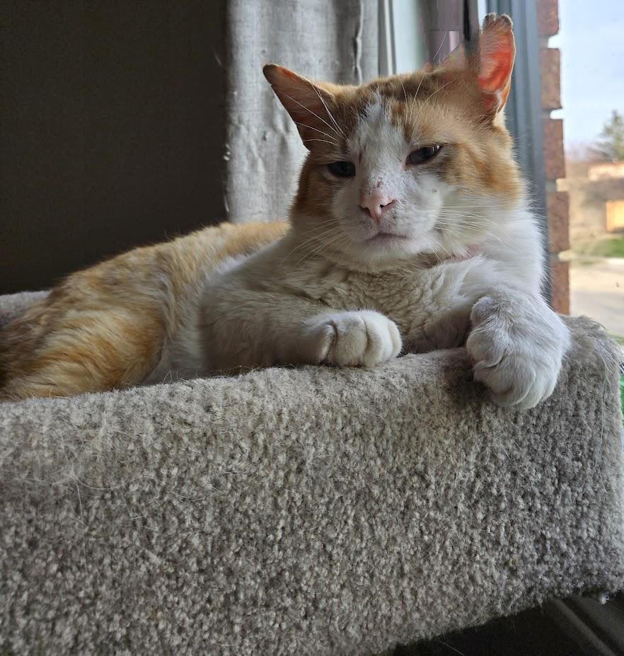 Clancy, a Adopted Domestic Short Hair in Brantford, ON image 2/5