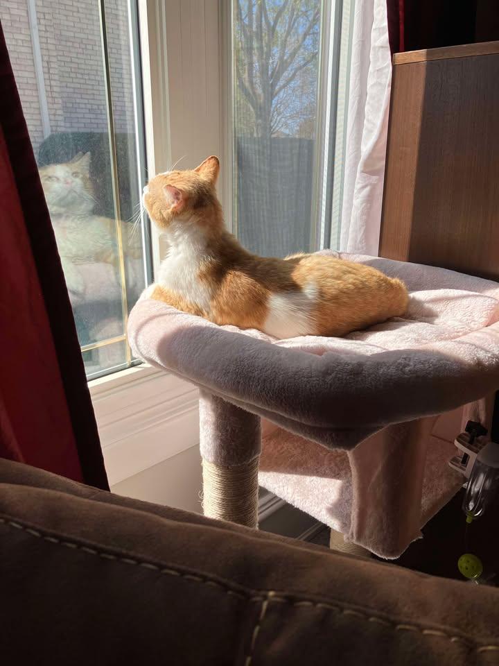 Clancy, a Adopted Domestic Short Hair in Brantford, ON image 3/5