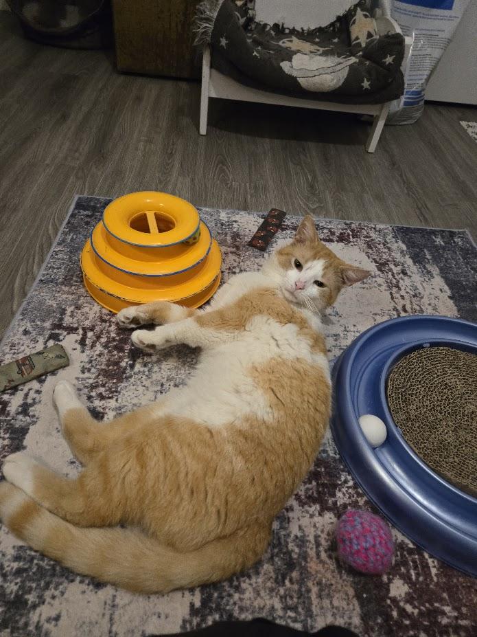 Clancy, a Adopted Domestic Short Hair in Brantford, ON image 4/5